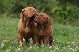 DOGUE DE BORDEAUX 297